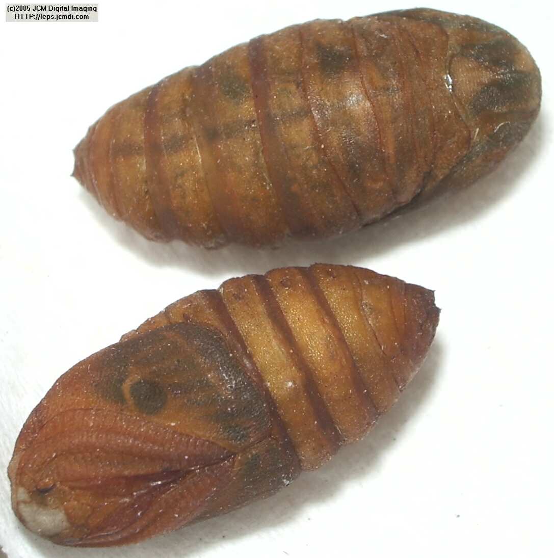 Saturnia albofasciata (White-Streaked Silkmoth) images, rearing, larvae, pupae, cocoons, and documentary