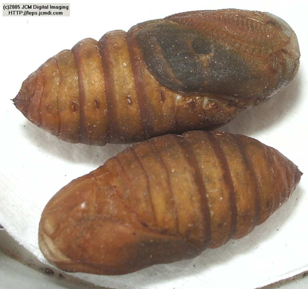 Saturnia albofasciata (White-Streaked Silkmoth) images, rearing, larvae, pupae, cocoons, and documentary