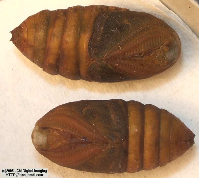 Saturnia albofasciata (White-Streaked Silkmoth) images, rearing, larvae, pupae, cocoons, and documentary