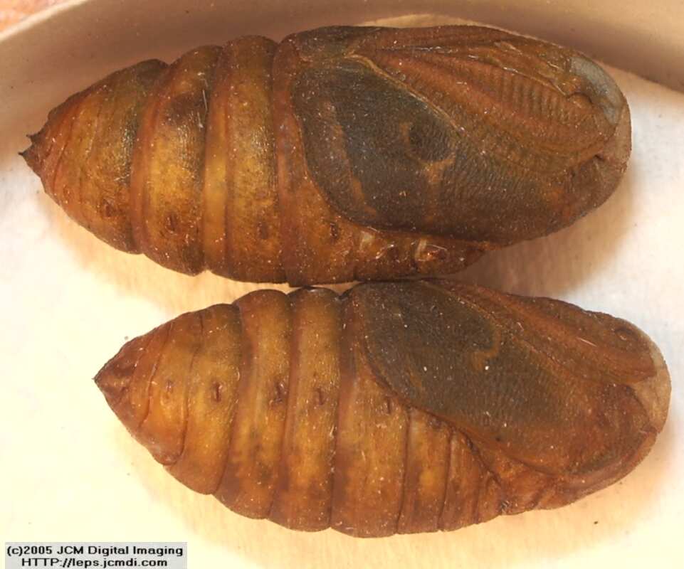 Saturnia albofasciata (White-Streaked Silkmoth) images, rearing, larvae, pupae, cocoons, and documentary