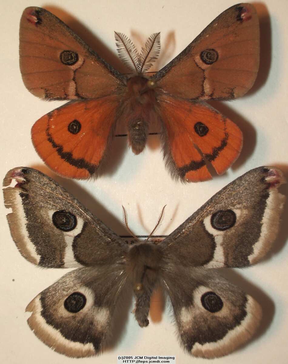 Saturnia albofasciata (White-Streaked Silkmoth) images, rearing, larvae, pupae, cocoons, and documentary