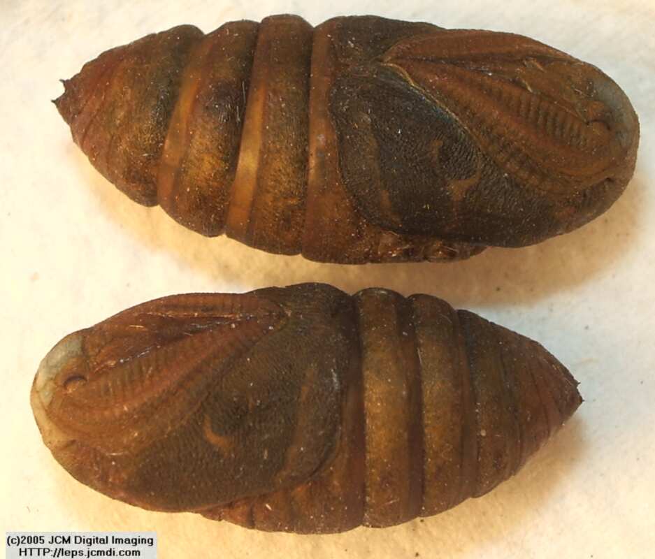 Saturnia albofasciata (White-Streaked Silkmoth) images, rearing, larvae, pupae, cocoons, and documentary