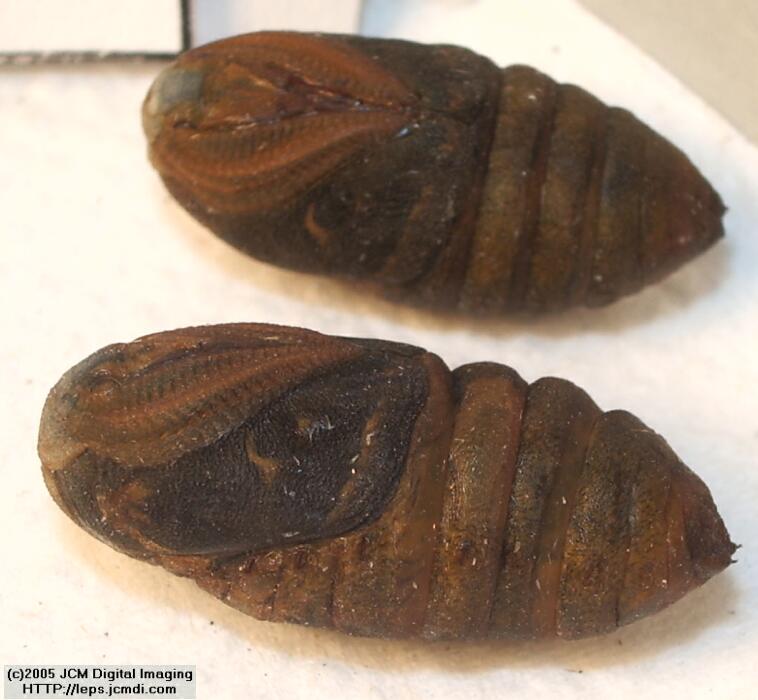 Saturnia albofasciata (White-Streaked Silkmoth) images, rearing, larvae, pupae, cocoons, and documentary