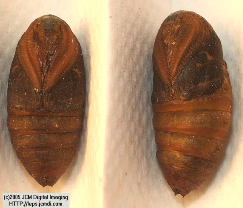 Saturnia albofasciata (White-Streaked Silkmoth) images, rearing, larvae, pupae, cocoons, and documentary