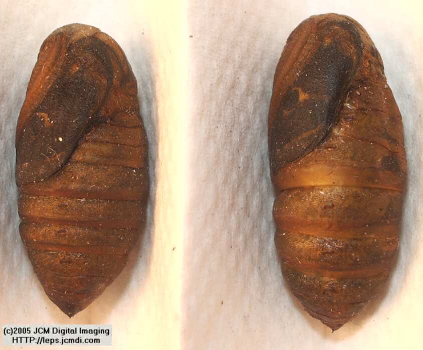 Saturnia albofasciata (White-Streaked Silkmoth) images, rearing, larvae, pupae, cocoons, and documentary