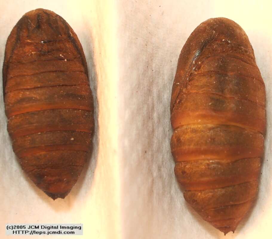 Saturnia albofasciata (White-Streaked Silkmoth) images, rearing, larvae, pupae, cocoons, and documentary