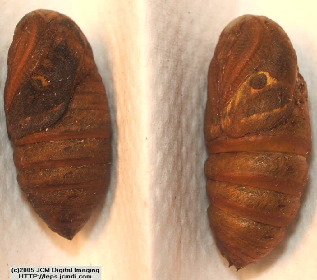 Saturnia albofasciata (White-Streaked Silkmoth) images, rearing, larvae, pupae, cocoons, and documentary