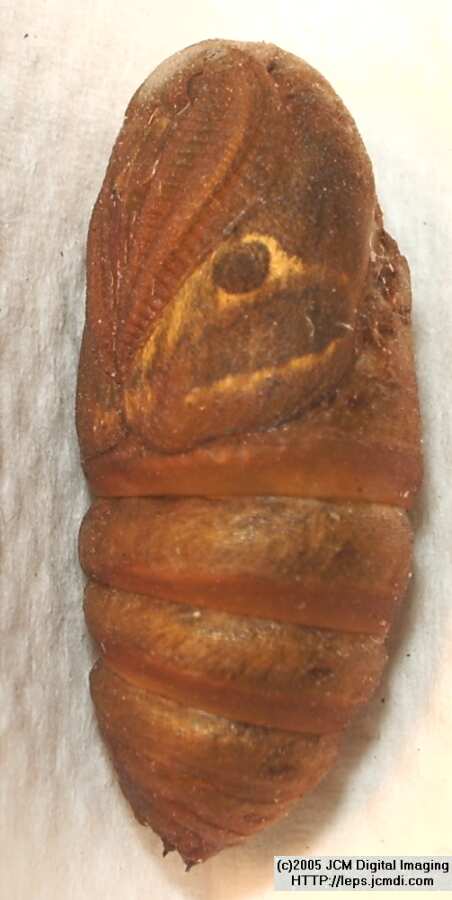 Saturnia albofasciata (White-Streaked Silkmoth) images, rearing, larvae, pupae, cocoons, and documentary