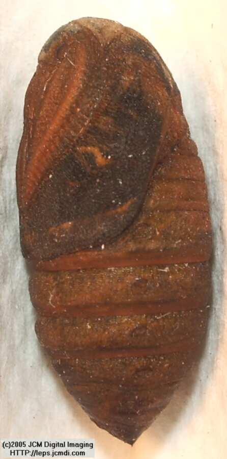 Saturnia albofasciata (White-Streaked Silkmoth) images, rearing, larvae, pupae, cocoons, and documentary