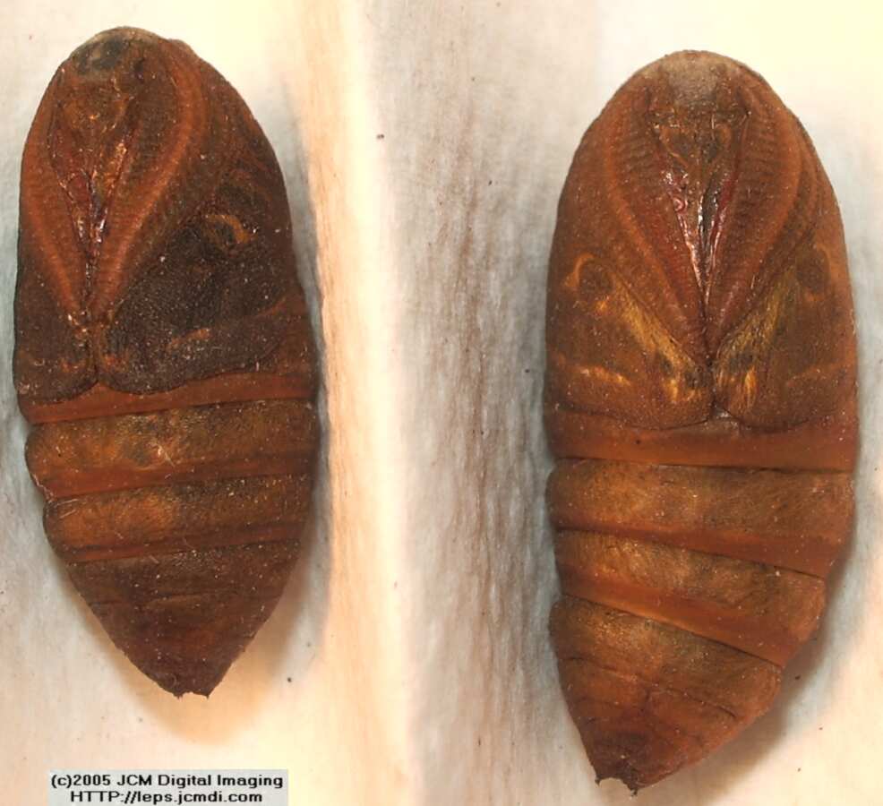 Saturnia albofasciata (White-Streaked Silkmoth) images, rearing, larvae, pupae, cocoons, and documentary