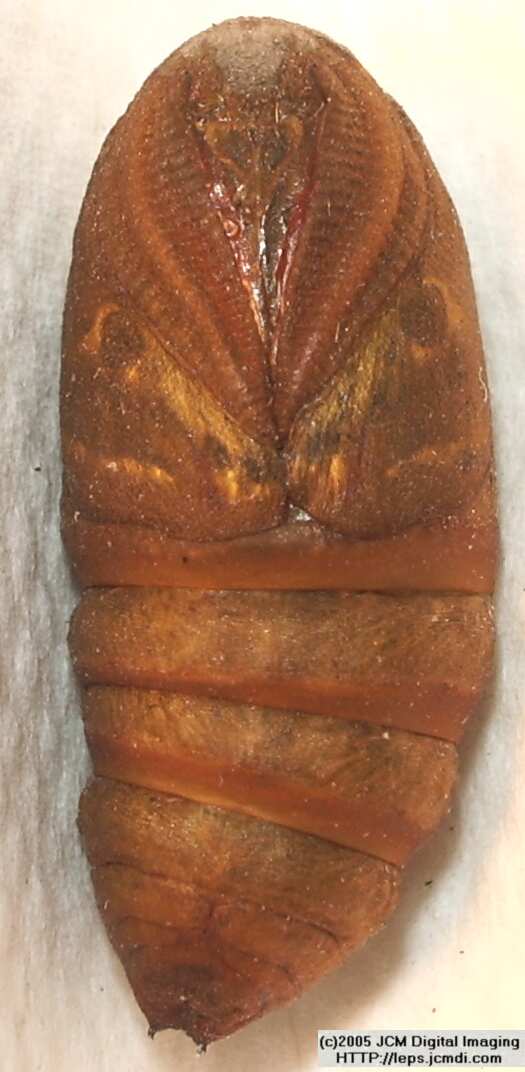 Saturnia albofasciata (White-Streaked Silkmoth) images, rearing, larvae, pupae, cocoons, and documentary