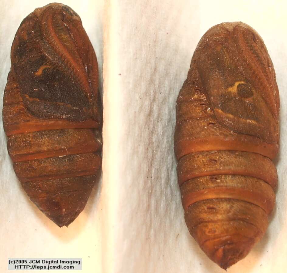 Saturnia albofasciata (White-Streaked Silkmoth) images, rearing, larvae, pupae, cocoons, and documentary