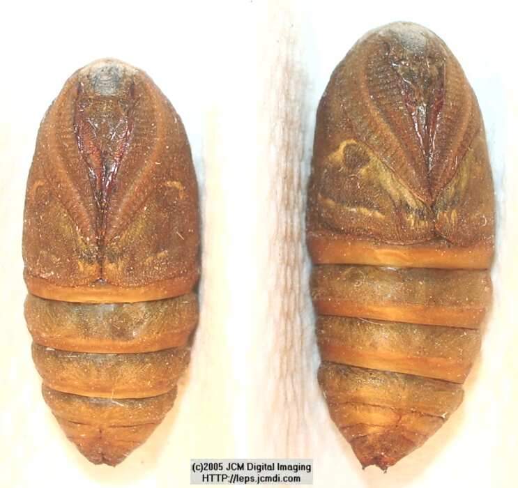 Saturnia albofasciata (White-Streaked Silkmoth) images, rearing, larvae, pupae, cocoons, and documentary