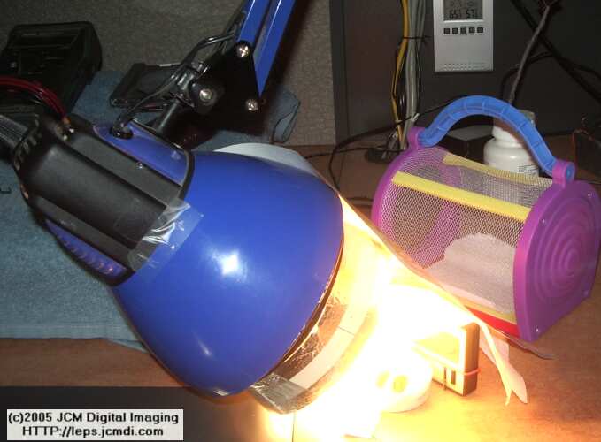 Saturnia albofasciata (White-Streaked Silkmoth) images, rearing, larvae, pupae, cocoons, and documentary