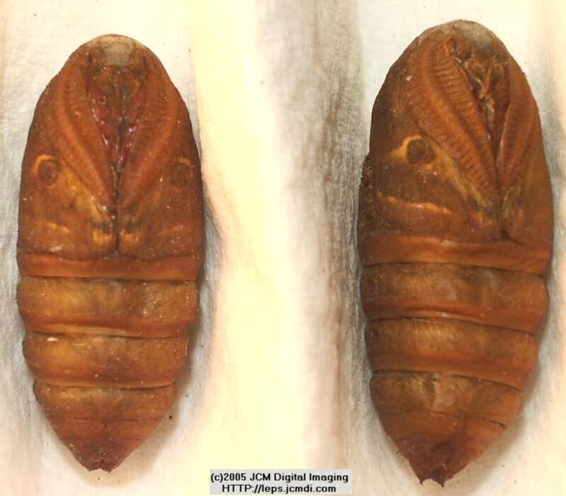 Saturnia albofasciata (White-Streaked Silkmoth) images, rearing, larvae, pupae, cocoons, and documentary