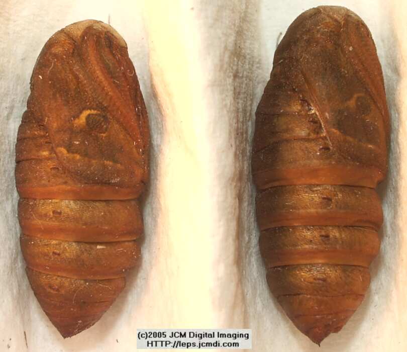 Saturnia albofasciata (White-Streaked Silkmoth) images, rearing, larvae, pupae, cocoons, and documentary