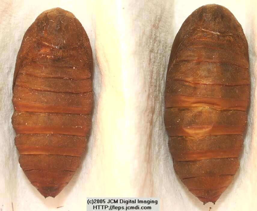 Saturnia albofasciata (White-Streaked Silkmoth) images, rearing, larvae, pupae, cocoons, and documentary