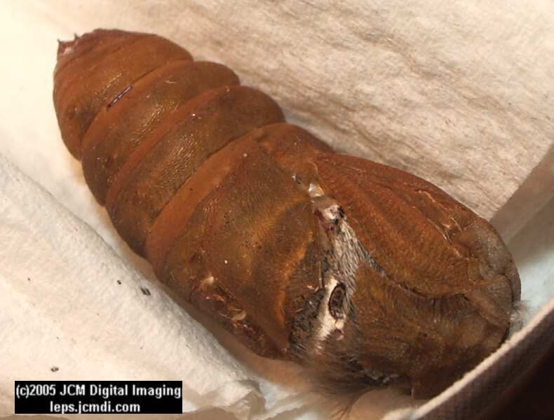 Saturnia albofasciata (White-Streaked Silkmoth) images, rearing, larvae, pupae, cocoons, and documentary