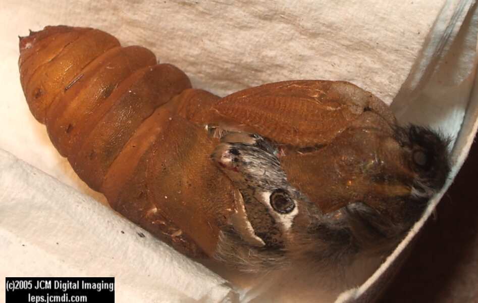 Saturnia albofasciata (White-Streaked Silkmoth) images, rearing, larvae, pupae, cocoons, and documentary