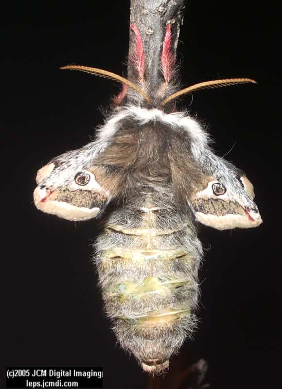 Saturnia albofasciata (White-Streaked Silkmoth) images, rearing, larvae, pupae, cocoons, and documentary