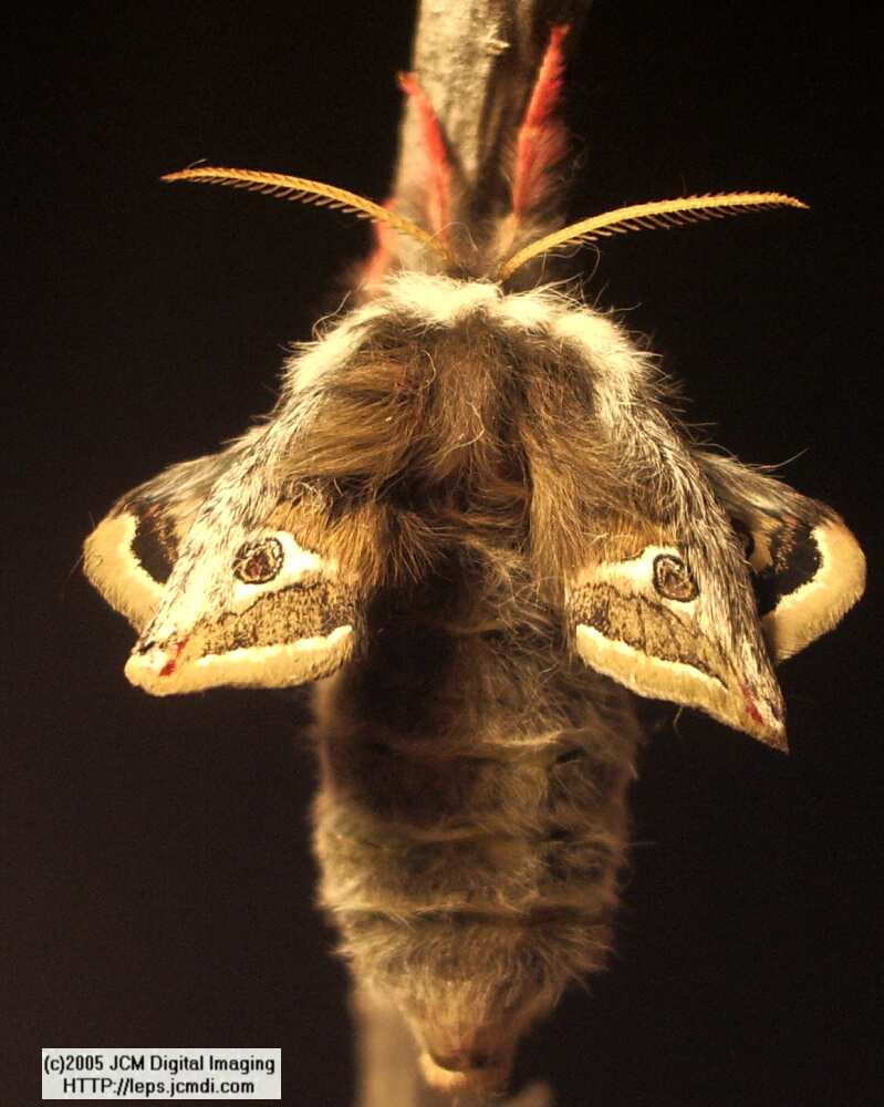 Saturnia albofasciata (White-Streaked Silkmoth) images, rearing, larvae, pupae, cocoons, and documentary