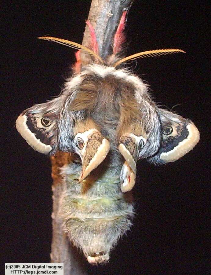 Saturnia albofasciata (White-Streaked Silkmoth) images, rearing, larvae, pupae, cocoons, and documentary