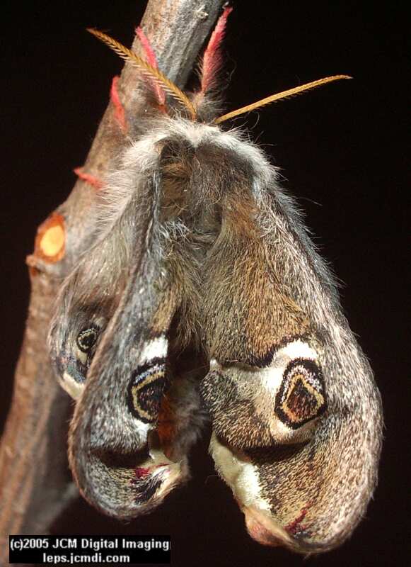 Saturnia albofasciata (White-Streaked Silkmoth) images, rearing, larvae, pupae, cocoons, and documentary