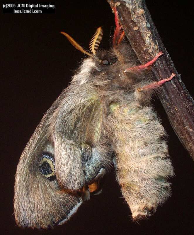Saturnia albofasciata (White-Streaked Silkmoth) images, rearing, larvae, pupae, cocoons, and documentary