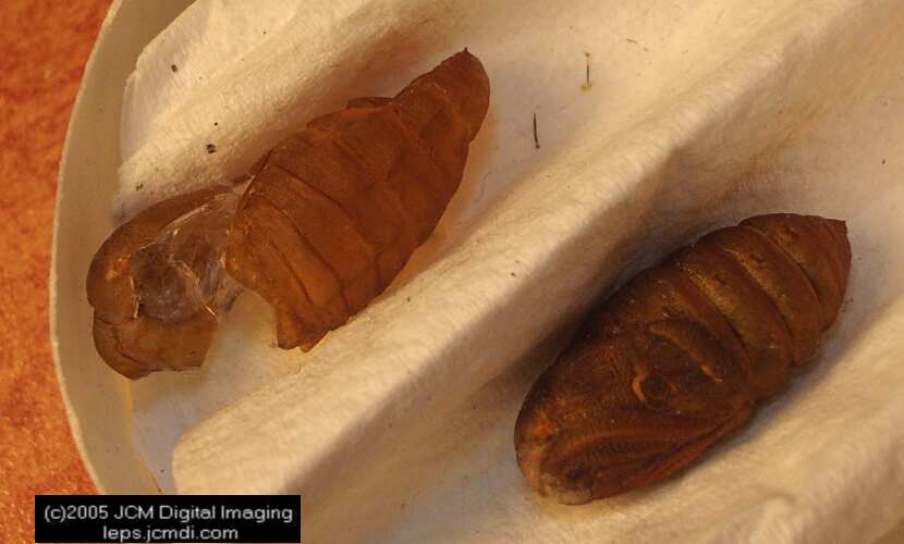 Saturnia albofasciata (White-Streaked Silkmoth) images, rearing, larvae, pupae, cocoons, and documentary