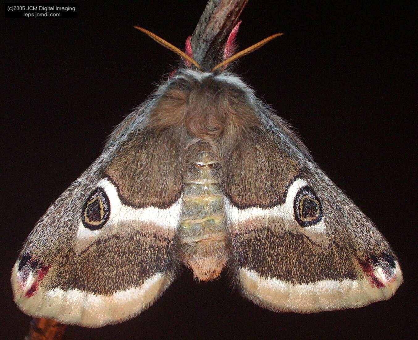 Saturnia albofasciata (White-Streaked Silkmoth) images, rearing, larvae, pupae, cocoons, and documentary