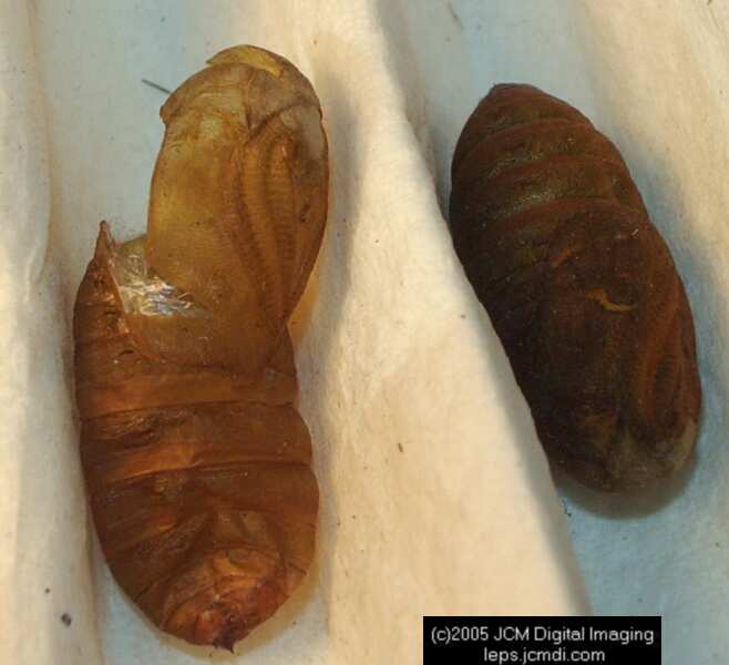 Saturnia albofasciata (White-Streaked Silkmoth) images, rearing, larvae, pupae, cocoons, and documentary