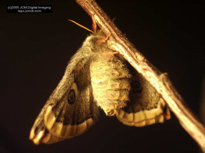 Saturnia albofasciata (White-Streaked Silkmoth) images, rearing, larvae, pupae, cocoons, and documentary