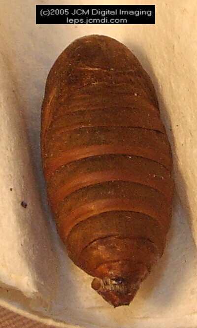 Saturnia albofasciata (White-Streaked Silkmoth) images, rearing, larvae, pupae, cocoons, and documentary