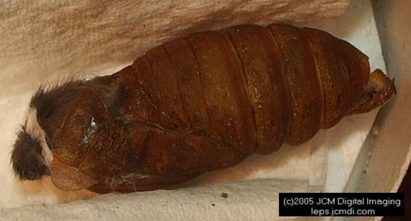 Saturnia albofasciata (White-Streaked Silkmoth) images, rearing, larvae, pupae, cocoons, and documentary