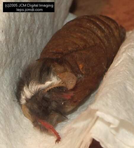 Saturnia albofasciata (White-Streaked Silkmoth) images, rearing, larvae, pupae, cocoons, and documentary