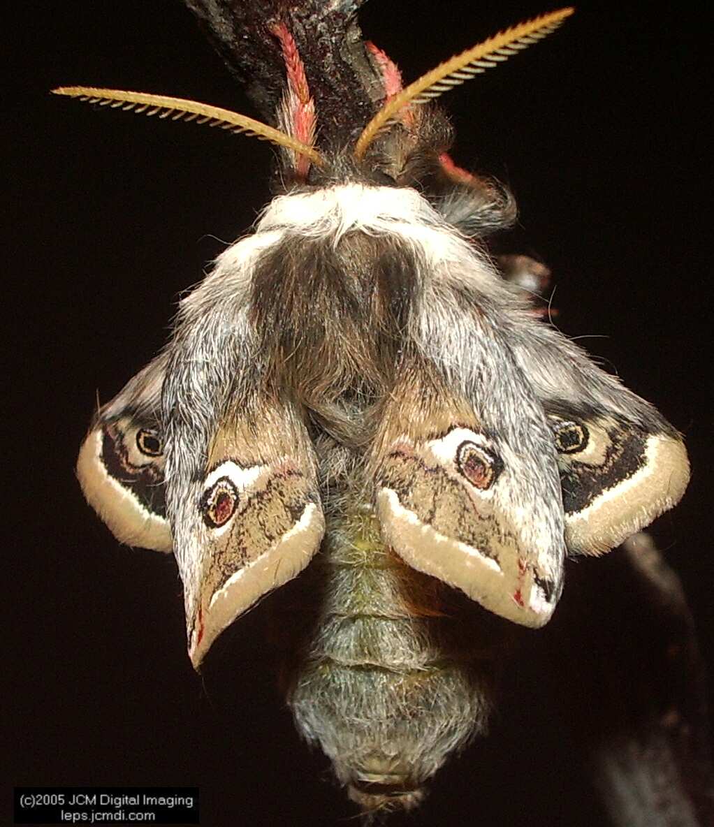 Saturnia albofasciata (White-Streaked Silkmoth) images, rearing, larvae, pupae, cocoons, and documentary