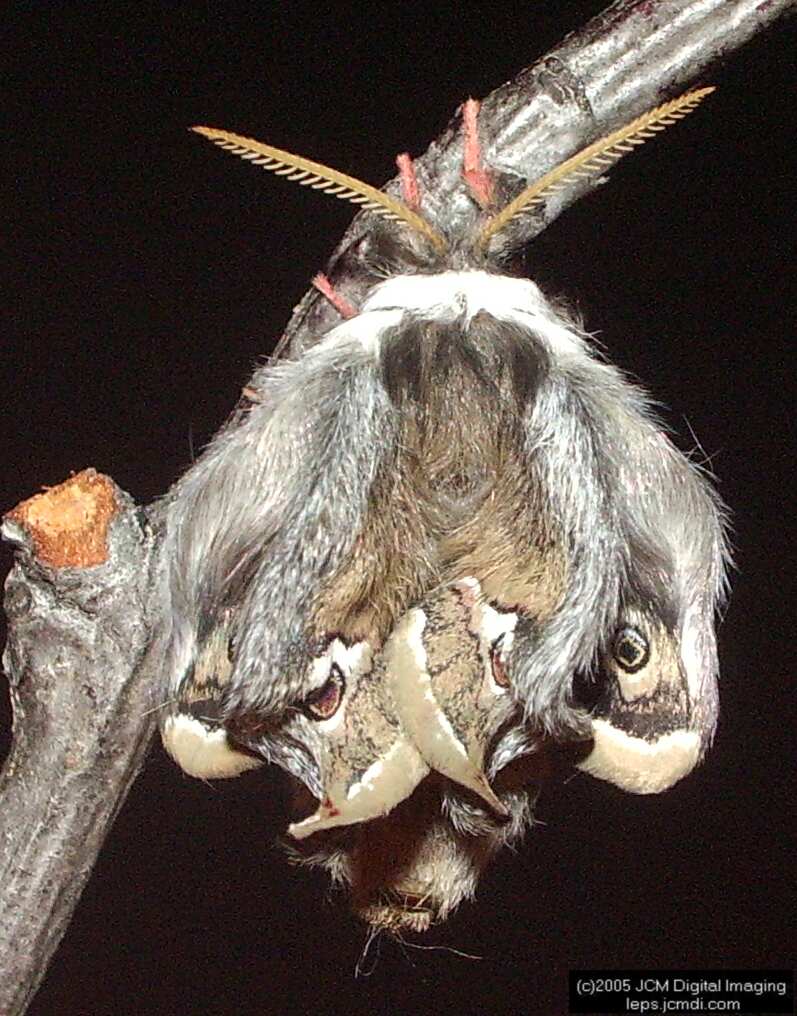 Saturnia albofasciata (White-Streaked Silkmoth) images, rearing, larvae, pupae, cocoons, and documentary