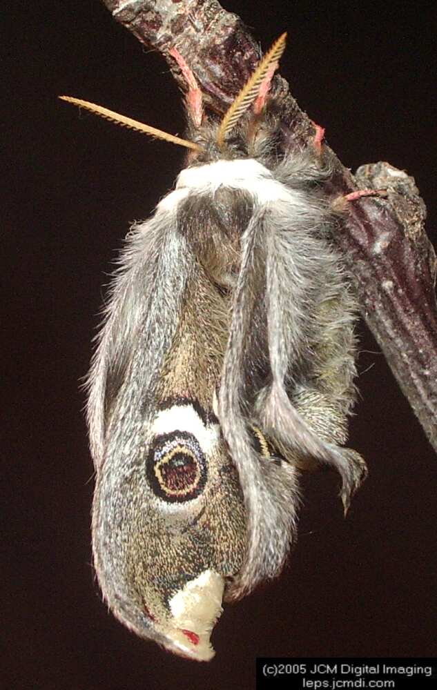 Saturnia albofasciata (White-Streaked Silkmoth) images, rearing, larvae, pupae, cocoons, and documentary