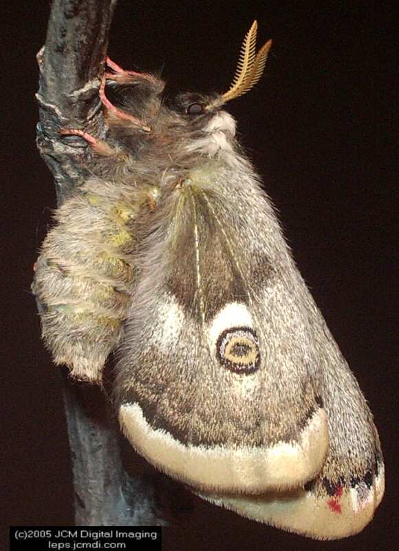 Saturnia albofasciata (White-Streaked Silkmoth) images, rearing, larvae, pupae, cocoons, and documentary