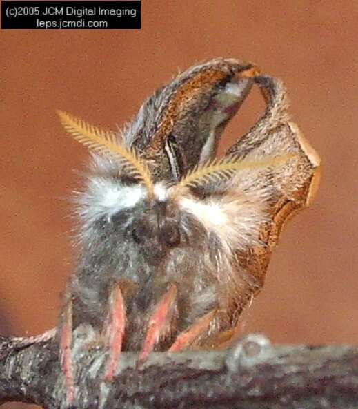 Saturnia albofasciata (White-Streaked Silkmoth) images, rearing, larvae, pupae, cocoons, and documentary
