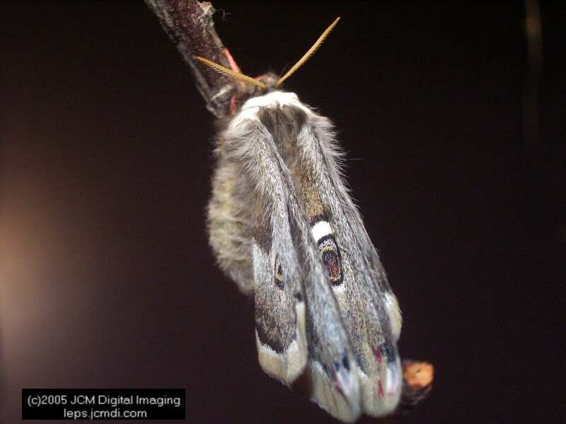 Saturnia albofasciata (White-Streaked Silkmoth) images, rearing, larvae, pupae, cocoons, and documentary
