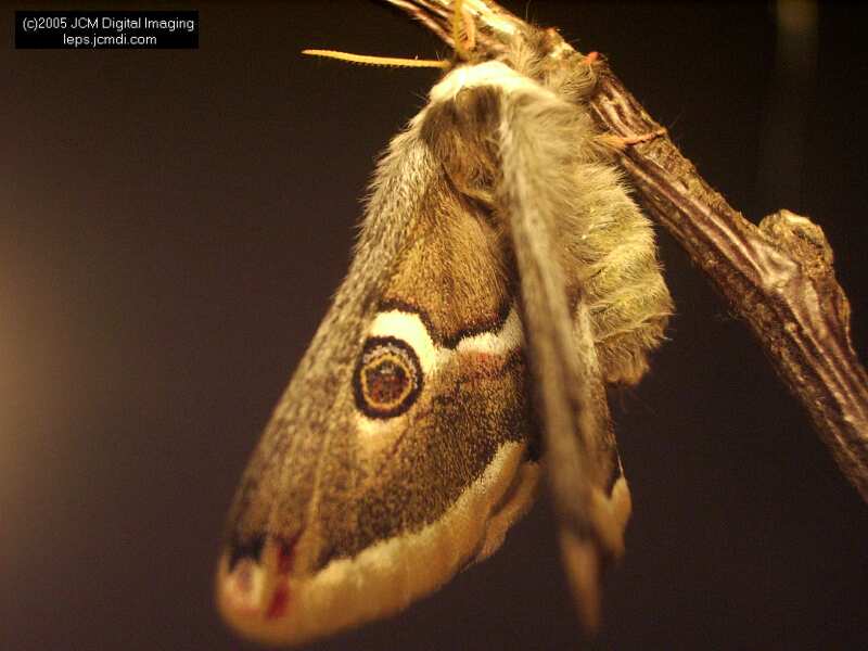 Saturnia albofasciata (White-Streaked Silkmoth) images, rearing, larvae, pupae, cocoons, and documentary