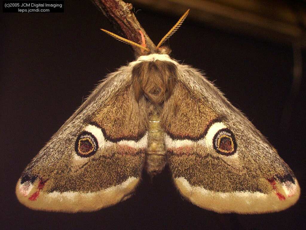 Saturnia albofasciata (White-Streaked Silkmoth) images, rearing, larvae, pupae, cocoons, and documentary