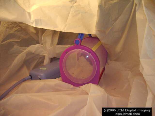 Saturnia albofasciata (White-Streaked Silkmoth) images, rearing, larvae, pupae, cocoons, and documentary