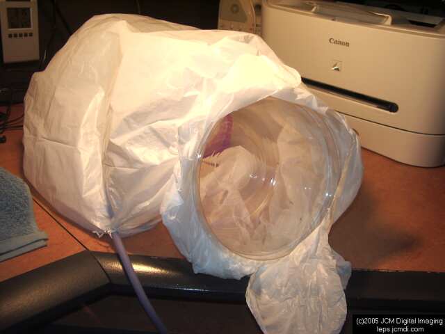 Saturnia albofasciata (White-Streaked Silkmoth) images, rearing, larvae, pupae, cocoons, and documentary