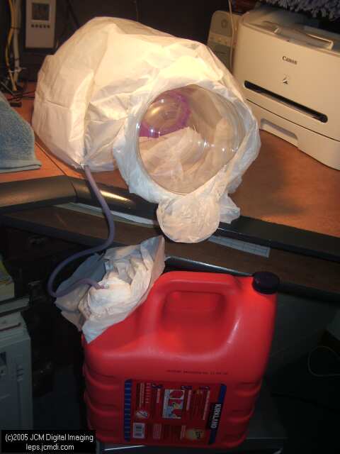 Saturnia albofasciata (White-Streaked Silkmoth) images, rearing, larvae, pupae, cocoons, and documentary