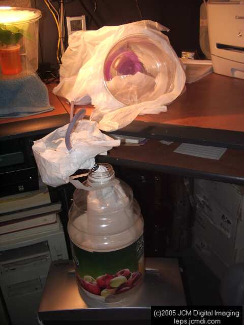 Saturnia albofasciata (White-Streaked Silkmoth) images, rearing, larvae, pupae, cocoons, and documentary