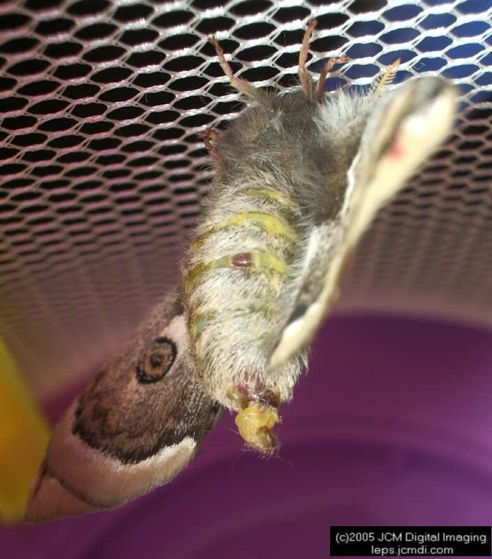 Saturnia albofasciata (White-Streaked Silkmoth) images, rearing, larvae, pupae, cocoons, and documentary