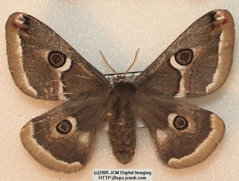 Saturnia albofasciata (White-Streaked Silkmoth) images, rearing, larvae, pupae, cocoons, and documentary