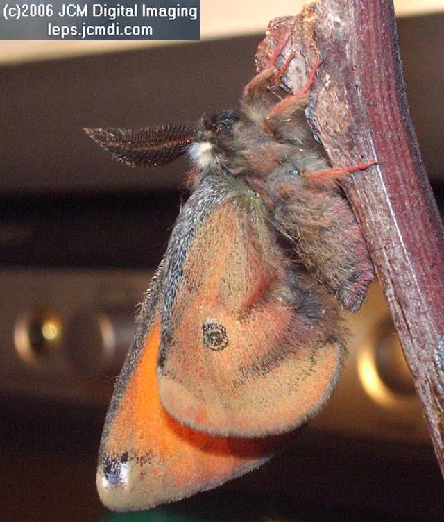 Saturnia albofasciata (White-Streaked Silkmoth) images, rearing, larvae, pupae, cocoons, and documentary